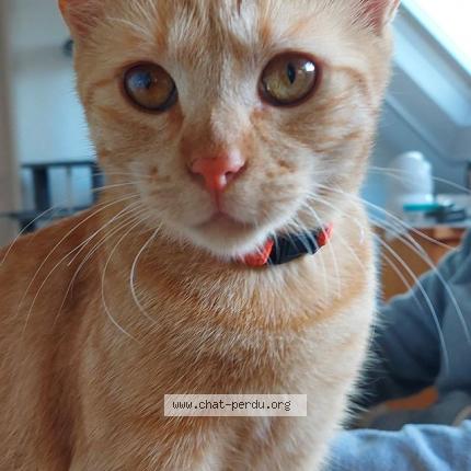 Photo 1/1 yoko Chat lost in Gomer