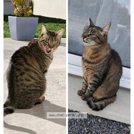 Photo 1/1 Corail Chat lost in Garchizy les reveriens