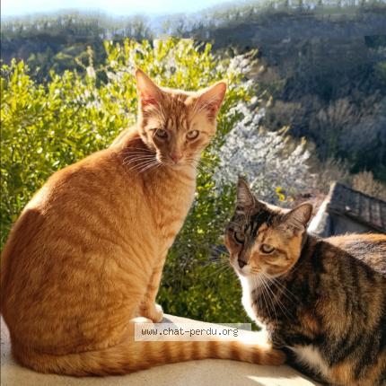 Photo 1/1 Oslo Chat lost in St saturnin