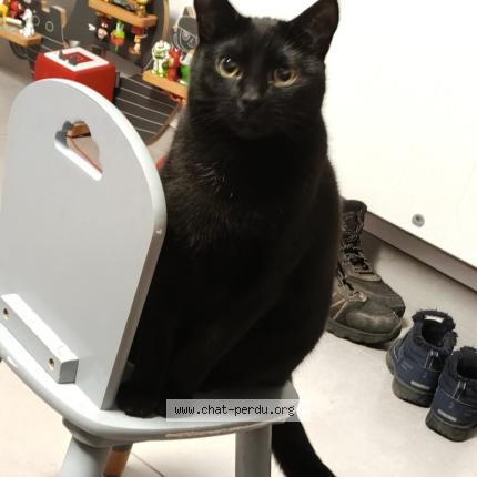 Photo 1/1 Salem Chat lost in Cambrai