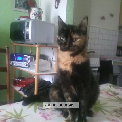 Photo 1/1 Chapi Chat lost in Cambrai