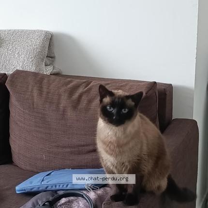 Photo 1/1 Flocon Chat lost in Le havre