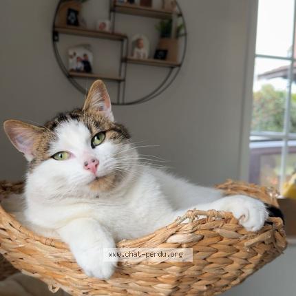 Photo 1/1 Zigouigoui Chat lost in Remering les puttelange