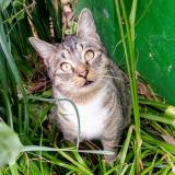 Picture of cat lost at San Ramon