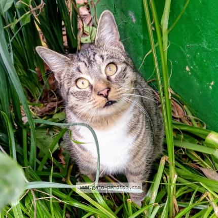 Photo 1/1 Niña Chat lost in San ramon