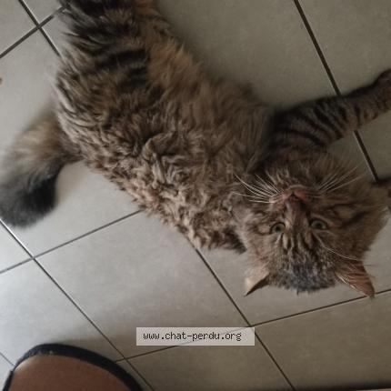 Photo 1/1 Twist Chat lost in St macaire en mauges