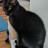 Gaston