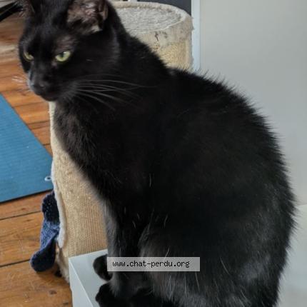 Foto van vermiste kat in Bruxelles