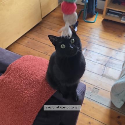 Foto 2/2 Kat teruggevonden Vermist in Bruxelles