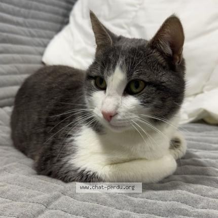 Photo 1/1 Found cat Found in Saint jean de monts