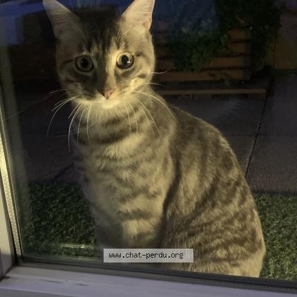 Photo 1/1 Found cat Found in Villeurbanne