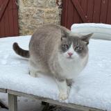 Picture of cat lost at Alfortville