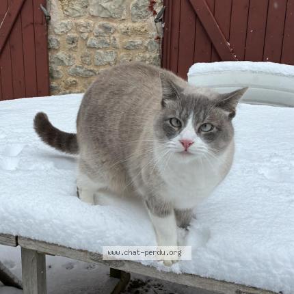 Photo 1/1 Mouss Chat lost in Alfortville