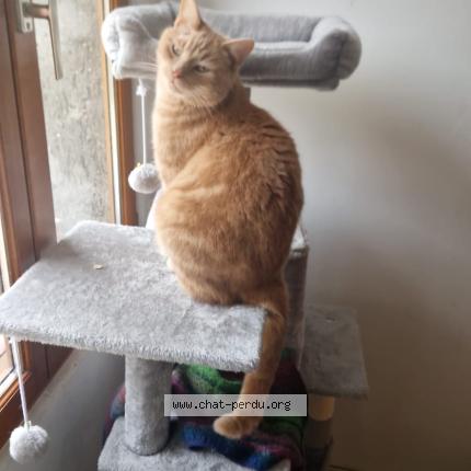 Photo 1/1 Boo Chat lost in Saint valerien