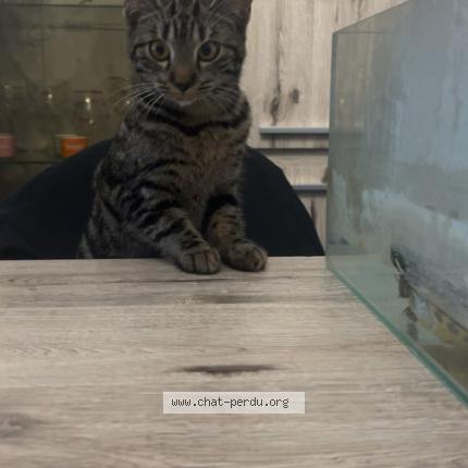 Photo 1/1 Maya Chat lost in Grace hollogne