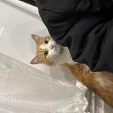 Picture of cat found at Choisy Le Roi