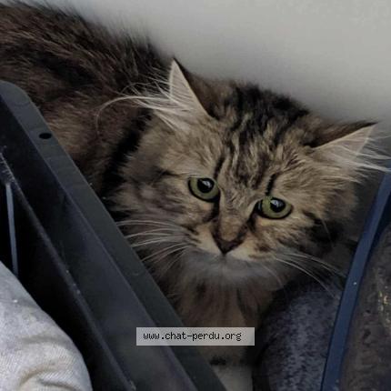 Photo 1/1 Wampa Chat lost in Brest