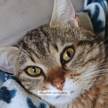 Photo 1/1 Mimichachat Chat lost in Vaux en beaujolais