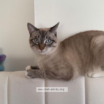 Photo 1/1 Martin Chat lost in La bassee