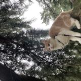 Picture of cat lost at Champlan