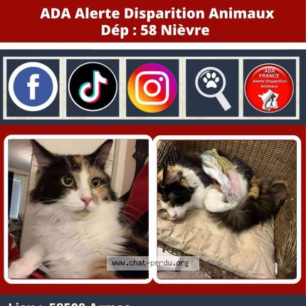 Photo 1/1 Bella Chat lost in Armes