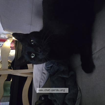 Photo 1/1 Doudou Chat lost in Le luc