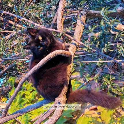 Photo 1/1 Shirley Chat lost in Carqueiranne