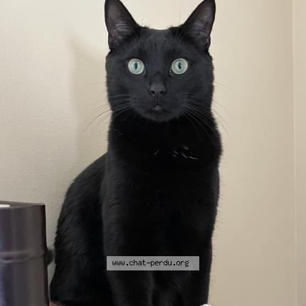 Photo 1/1 Jiji Chat lost in Quebec