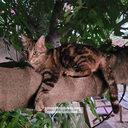 Photo 1/1 Roméo Chat lost in Carqueiranne