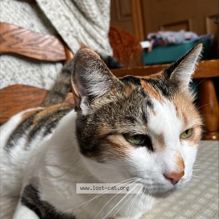 Photo 1/1 India Chat lost in Carmarthen sa31 3eh