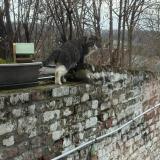 Picture of cat found at Chenee