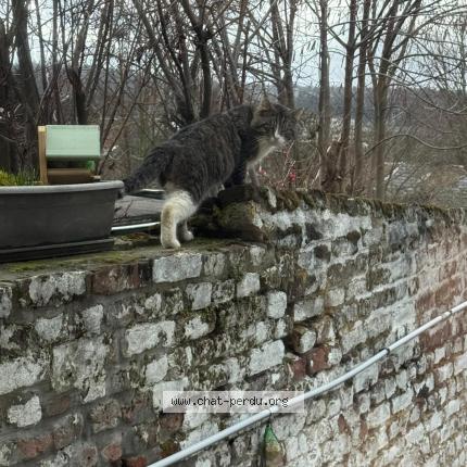 Photo 1/1 Found cat Found in Chenee