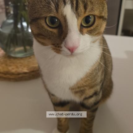 Photo 1/1 Tanjiro Chat lost in Villemomble