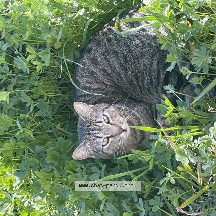 Photo 1/1 Yuka Chat lost in Nages et solorgues