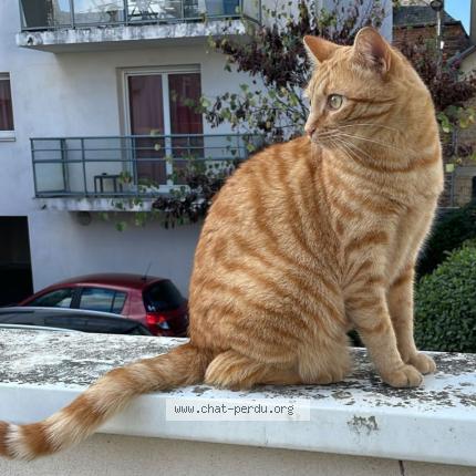 Photo 1/1 Touille Chat lost in Rennes