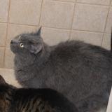 Picture of cat lost at Laon