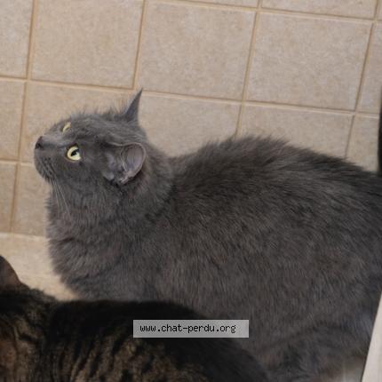 Photo 1/1 Nala Chat lost in Laon