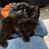 Picture of cat lost at Rouen