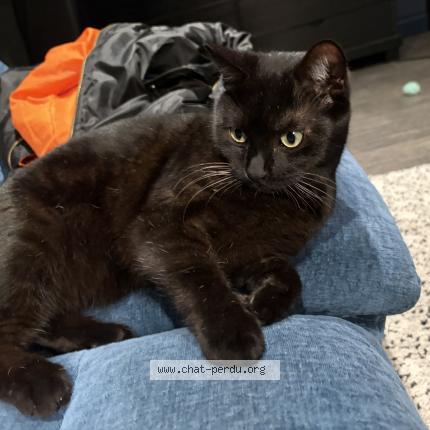 Photo 1/1 Milou Chat lost in Rouen