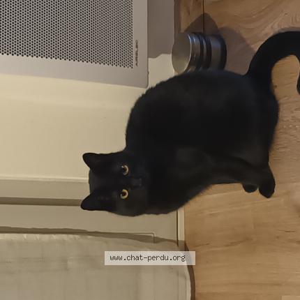 Photo 1/1 MOON Chat lost in Reze