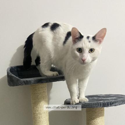 Photo 1/1 Boby Chat lost in Besancon