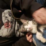 Picture of cat lost at 29 Palms