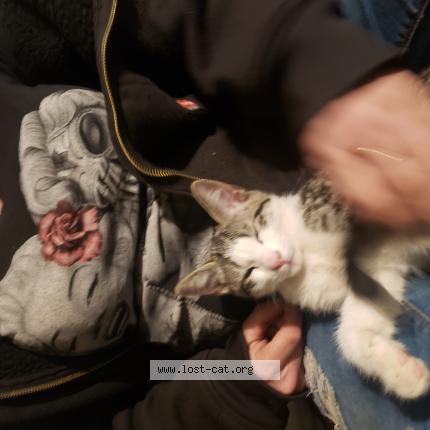 Photo 1/1 Shyann Chat lost in 29 palms