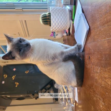 Photo 1/1 leonard Chat lost in St jerome