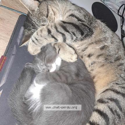 Photo 1/1 Simba Chat lost in Monclar