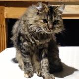 Picture of cat lost at Amiens