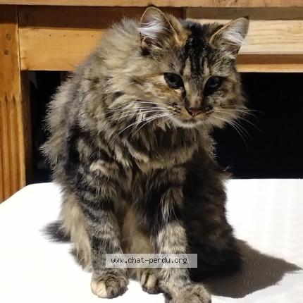 Photo 1/1 VICKY Chat lost in Amiens