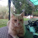 Picture of cat found at Flassans Sur Issole