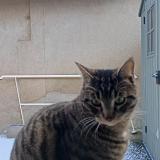 Picture of cat lost at Leves