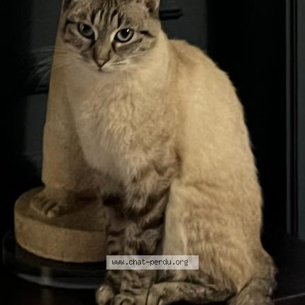 Photo 1/1 Roxy Chat lost in Ixelles